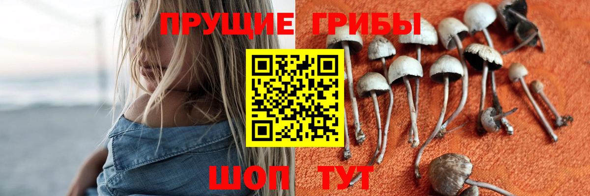 Кашира  Галлюциногенные грибы MAGIC MUSHROOMS  Галлюциногенные грибы мухоморы  где можно купить   Вход с VPN 